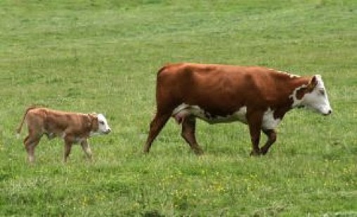 cow-and-calf_21204391